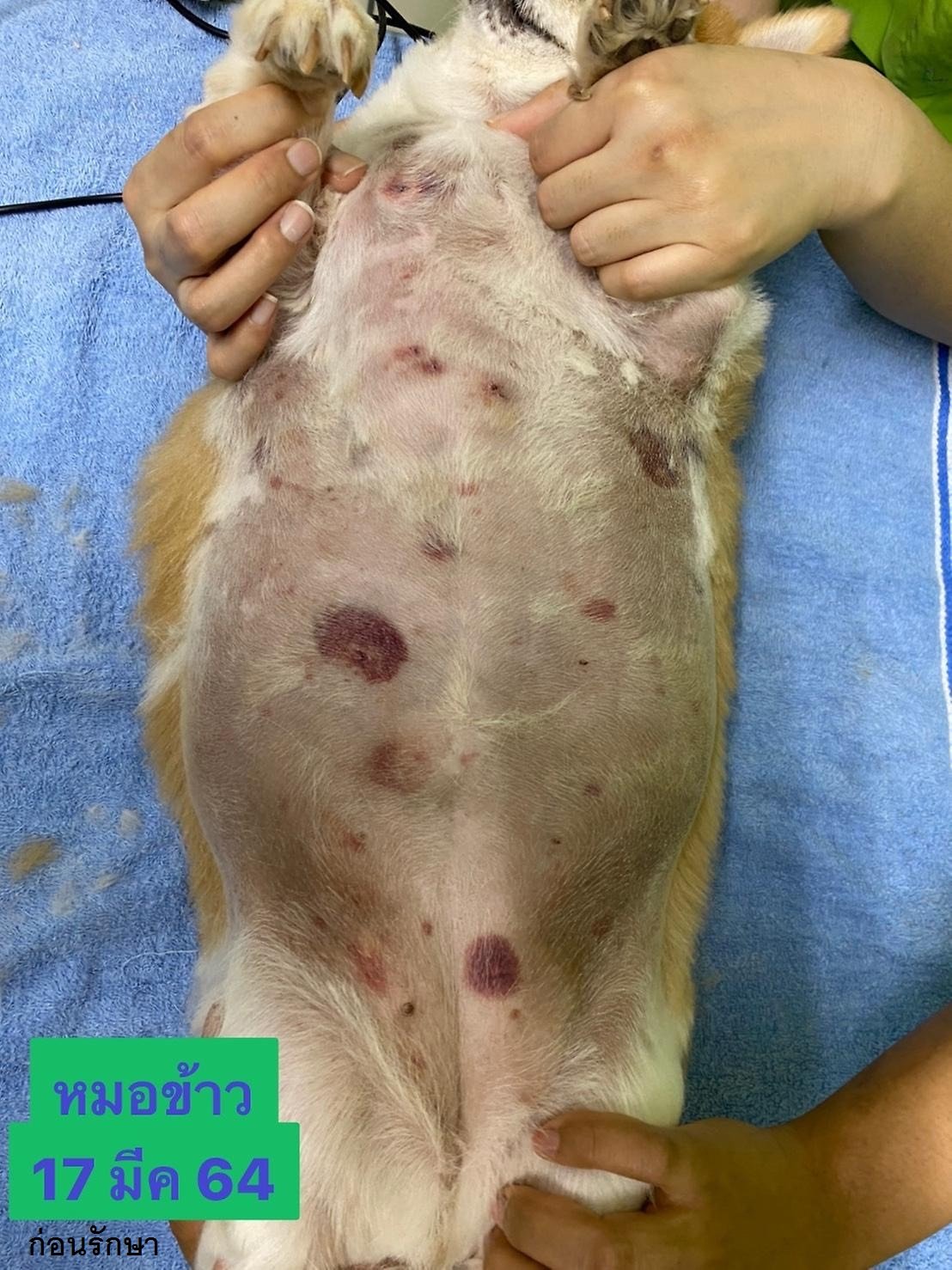 อยู่ๆน้องหมาก็มีจ้ำเลือดออกที่พุง! อยู่ๆน้องหมาก็มีจ้ำเลือดออกที่พุง!